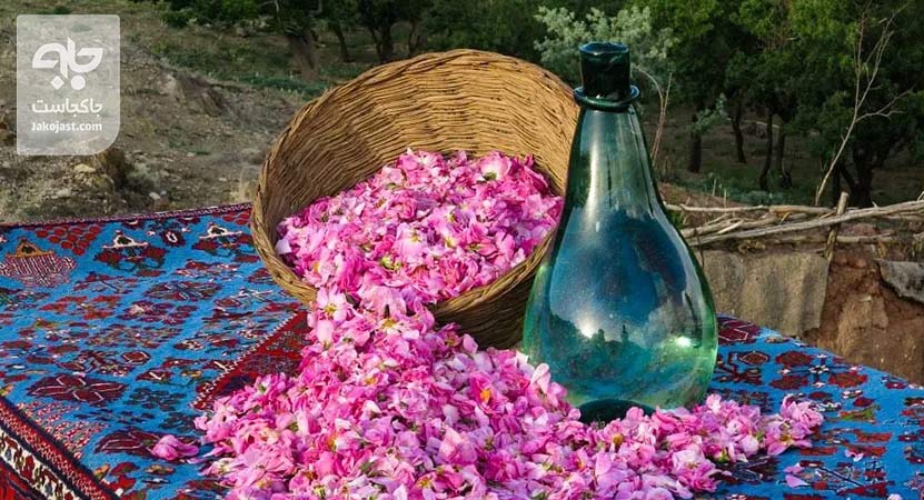 جشنواره گلاب گیری کاشان؛ روایت زنده بهار در قلب ایران